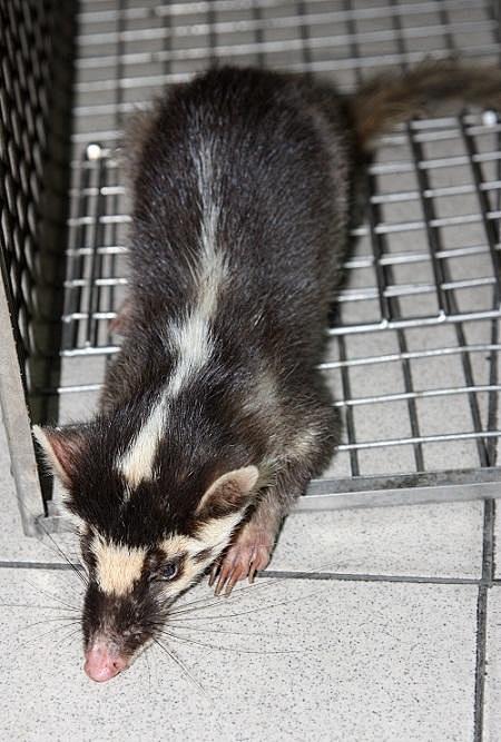 食肉目鼬科鼬獾属鼬獾