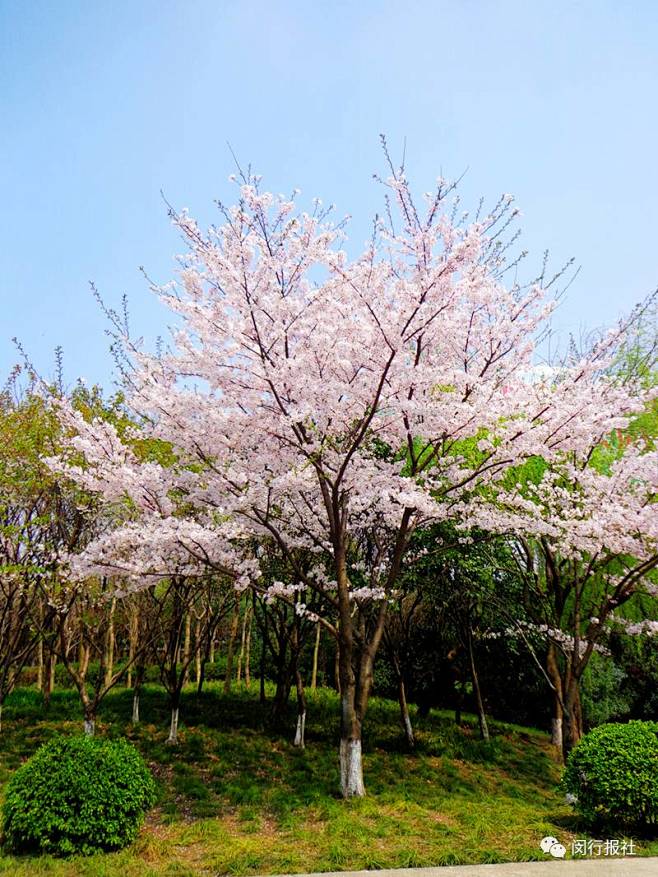 hi-魚丸从星河feixue转采于2022-03-15 13:59:05染井吉野樱s—点景树