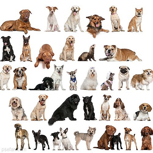 各种品种小狗合集