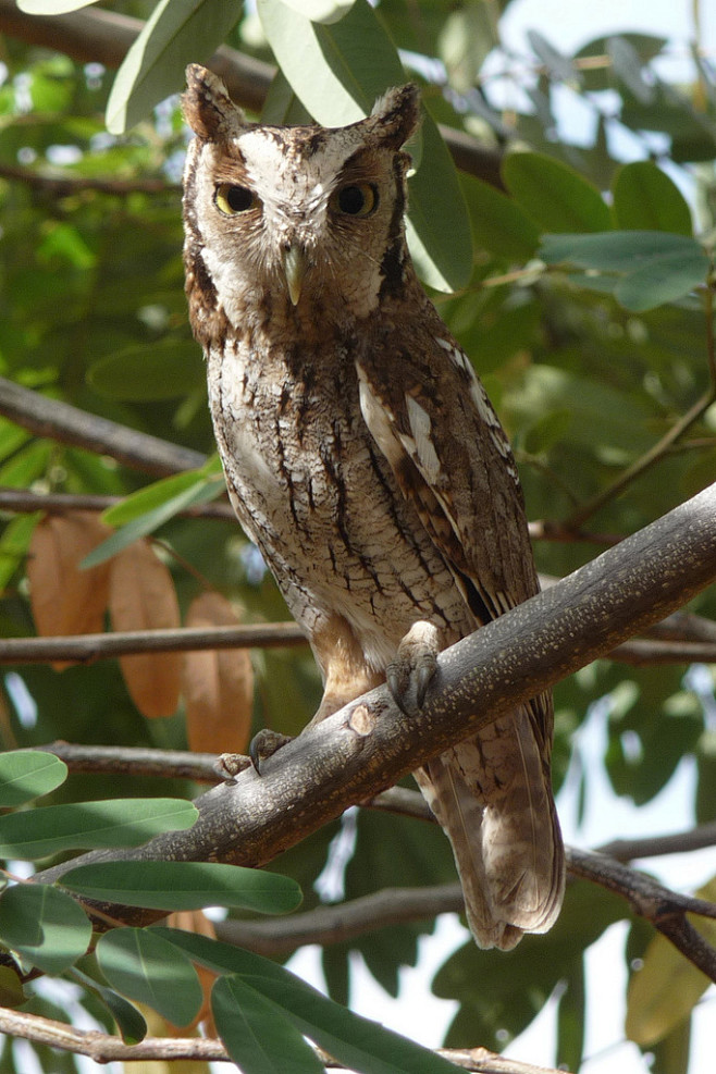 鸮形目鸱鸮科鸣角鸮属热带角鸮