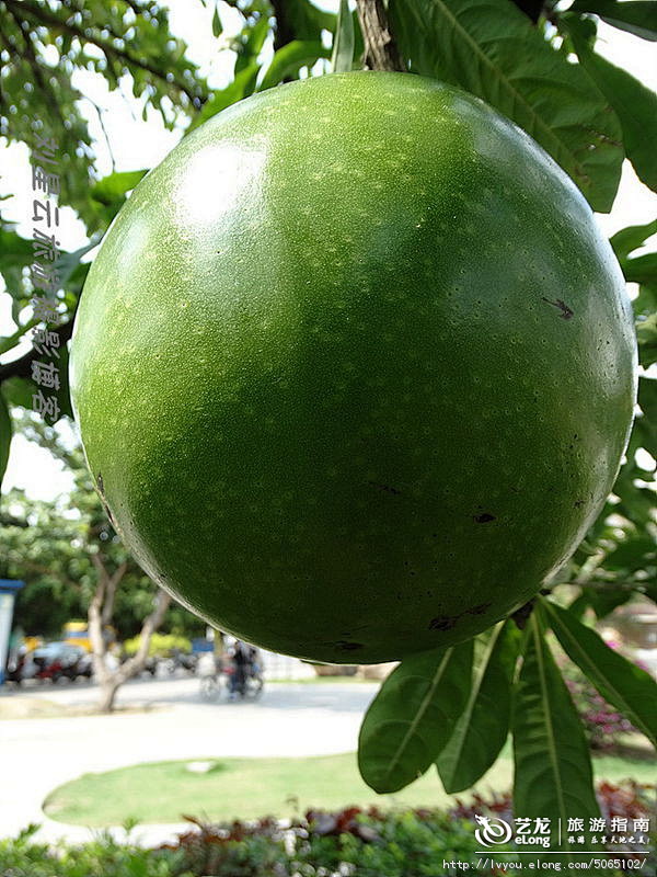 在海南拍到的罕见的炮弹树上的炮弹, 刘星.