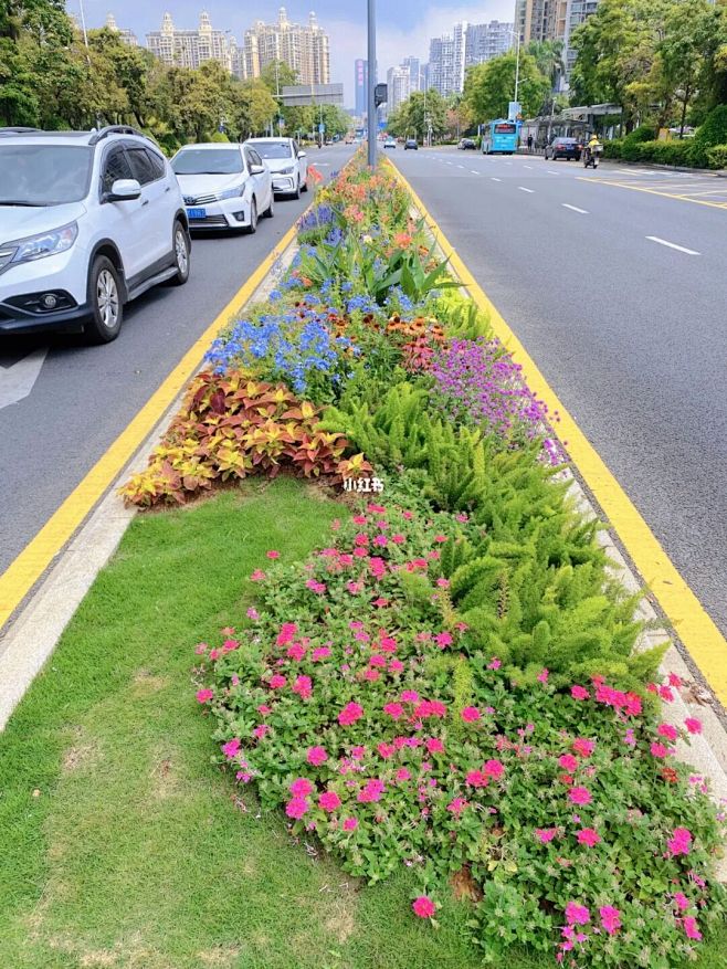 市政道路花境去年种的现在看来过于零碎花境
