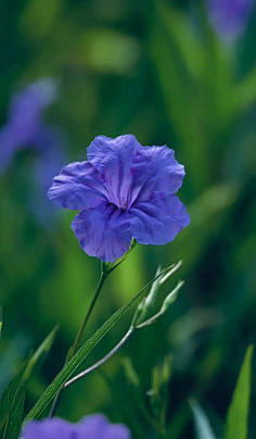 ·菩提心·采集到《花影迷离》