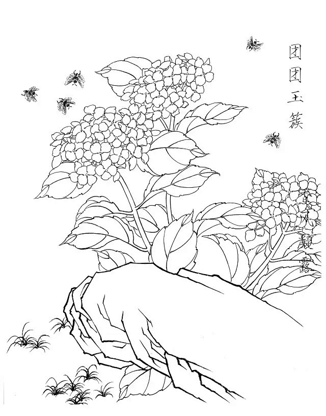 绣球花白描20幅