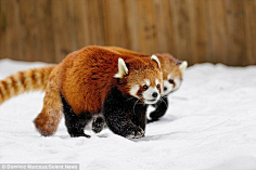 动物- 小熊猫-花瓣网|陪你做生活的设计师 | 属.