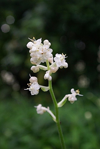 杜若鸭跖草科杜若属芷葺兮荷屋缭之兮杜衡