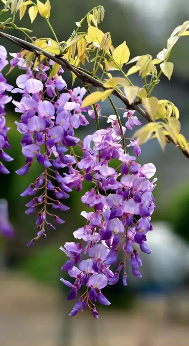 紫藤花