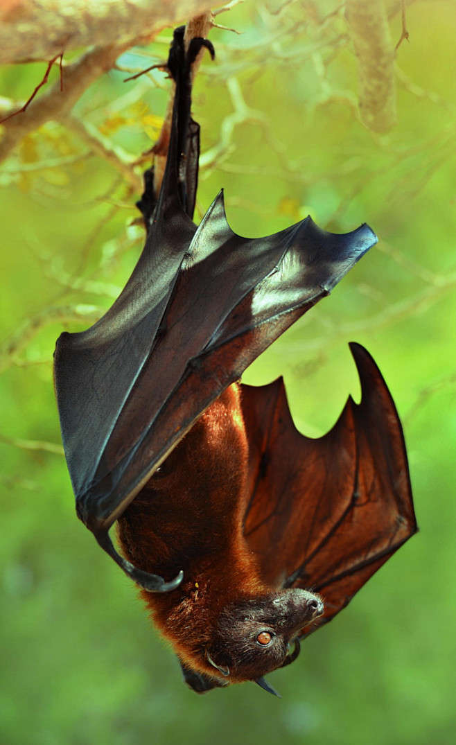 中国北方常见蝙蝠图片