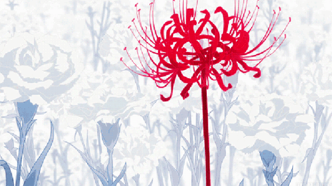 彼岸花曼珠沙华