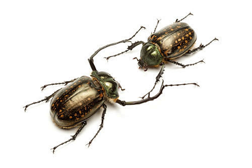 金龟子甲虫昆虫鞘翅目