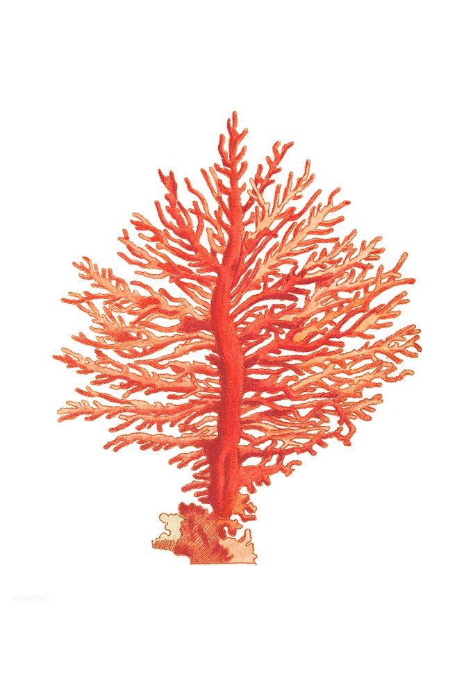 珊瑚图鉴珊瑚