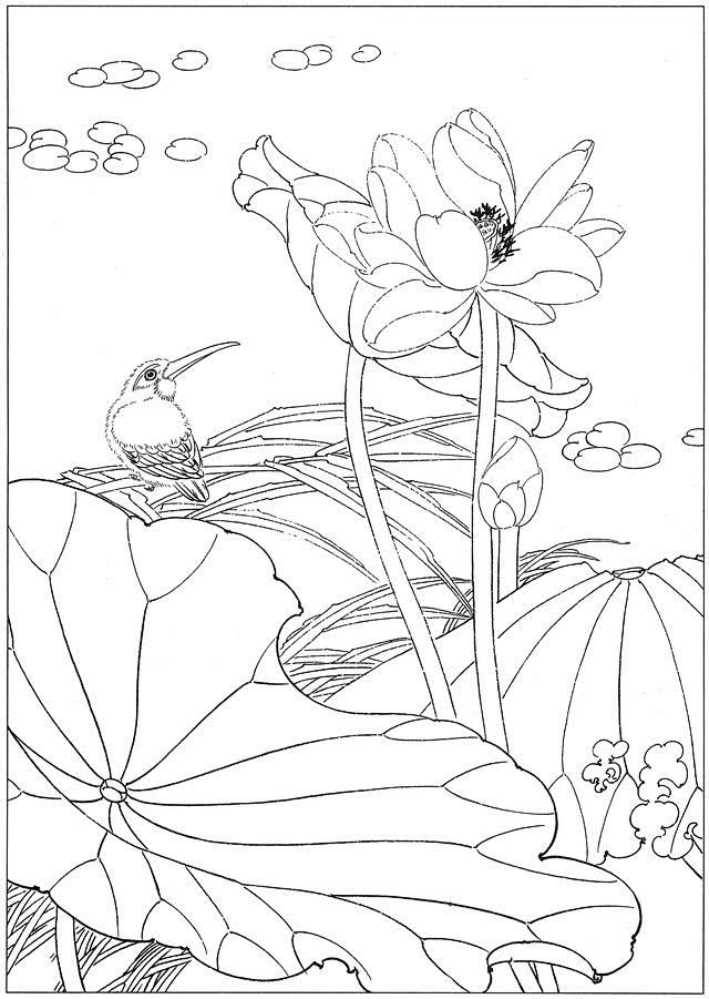 国画白描荷花素材