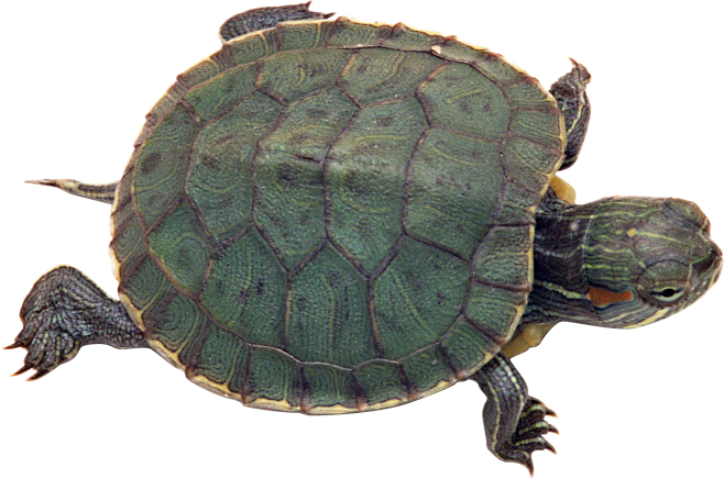 乌龟png