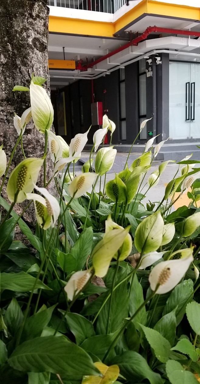 露地花卉白鹤芋图片