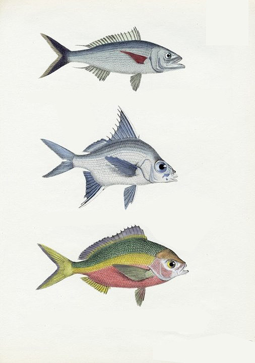 金鱼水彩色铅笔上色动物鱼类插图临摹sai手绘参考素材xc005淘宝网