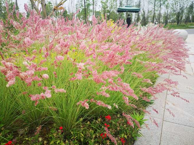 坡地毛冠草蜜糖草