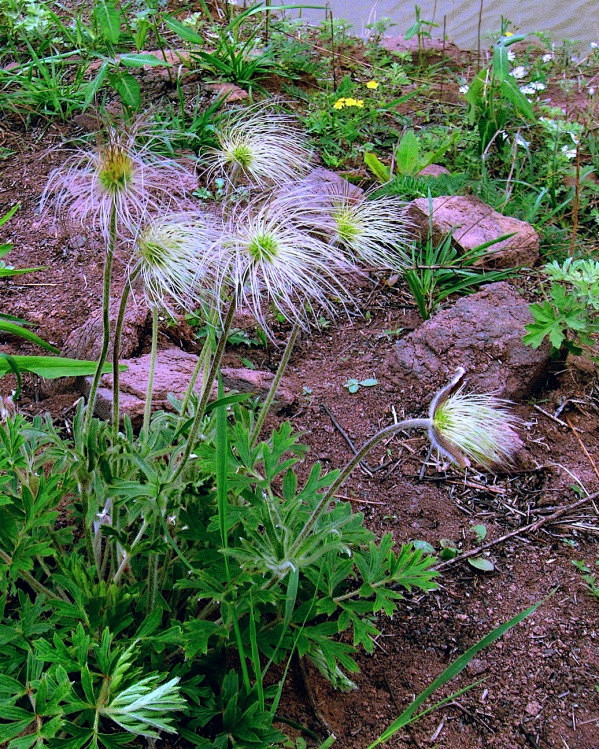 白头翁被子植物门双子叶植物纲毛莨目毛莨科银莲花属恋恋女人香花间