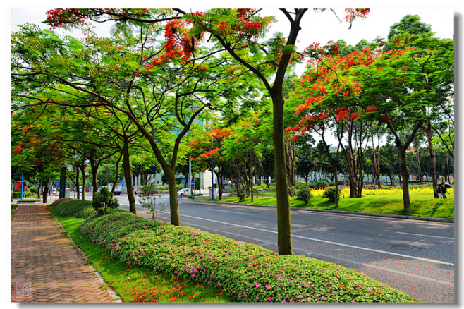 凤凰木道路景观