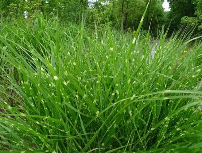 哲盛園林植物地圖斑葉芒