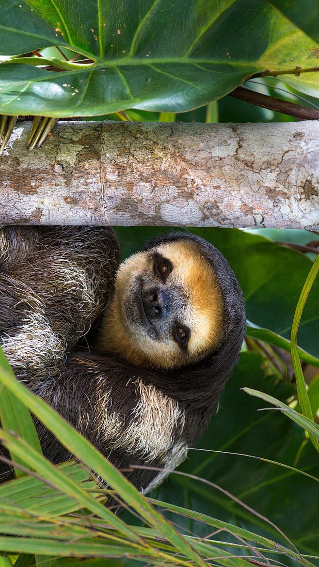 一只栖息在树上的白喉三趾树懒圭亚那埃塞奎博河树懒岛08suzi