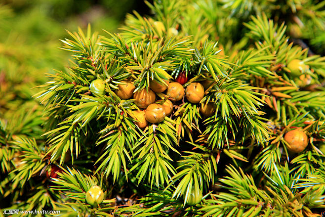 刺柏台湾南投县合欢山太鲁阁国家公园