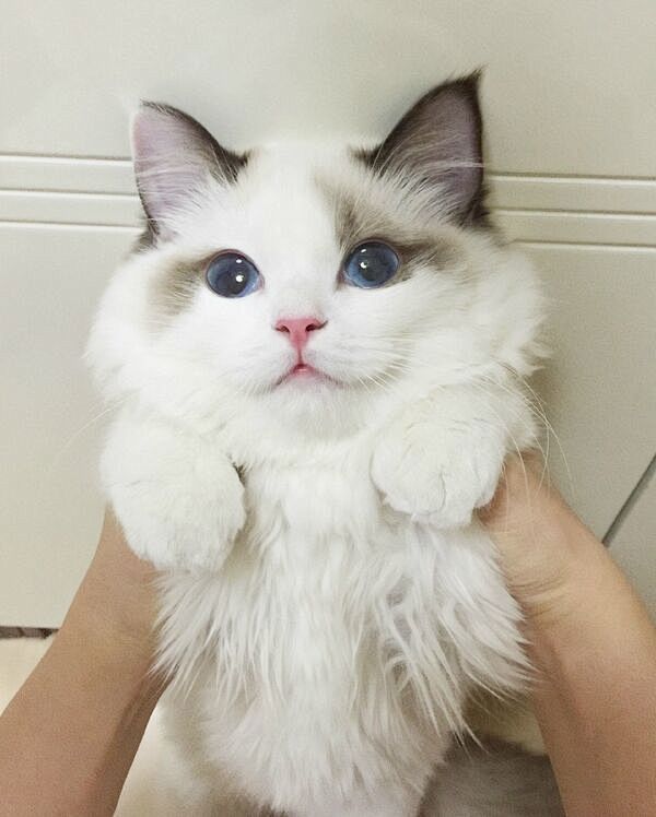 萌宠布偶猫