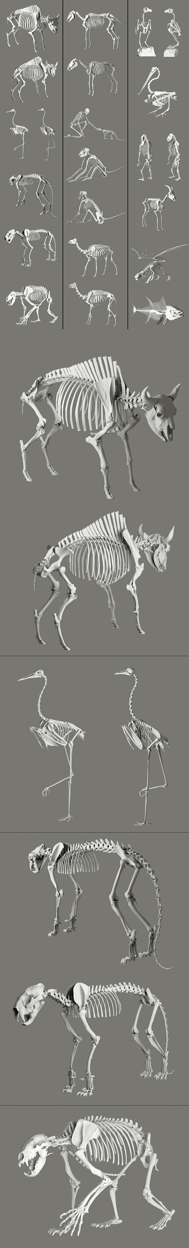 动物骨架3d模型