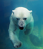 水中的北极熊 好可爱的样子...  莫名想摸摸  就想想而已啦...