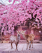 Wonders of Japan 的Instagram主页(@wondersofnippon) - Insstar Instagram网页版