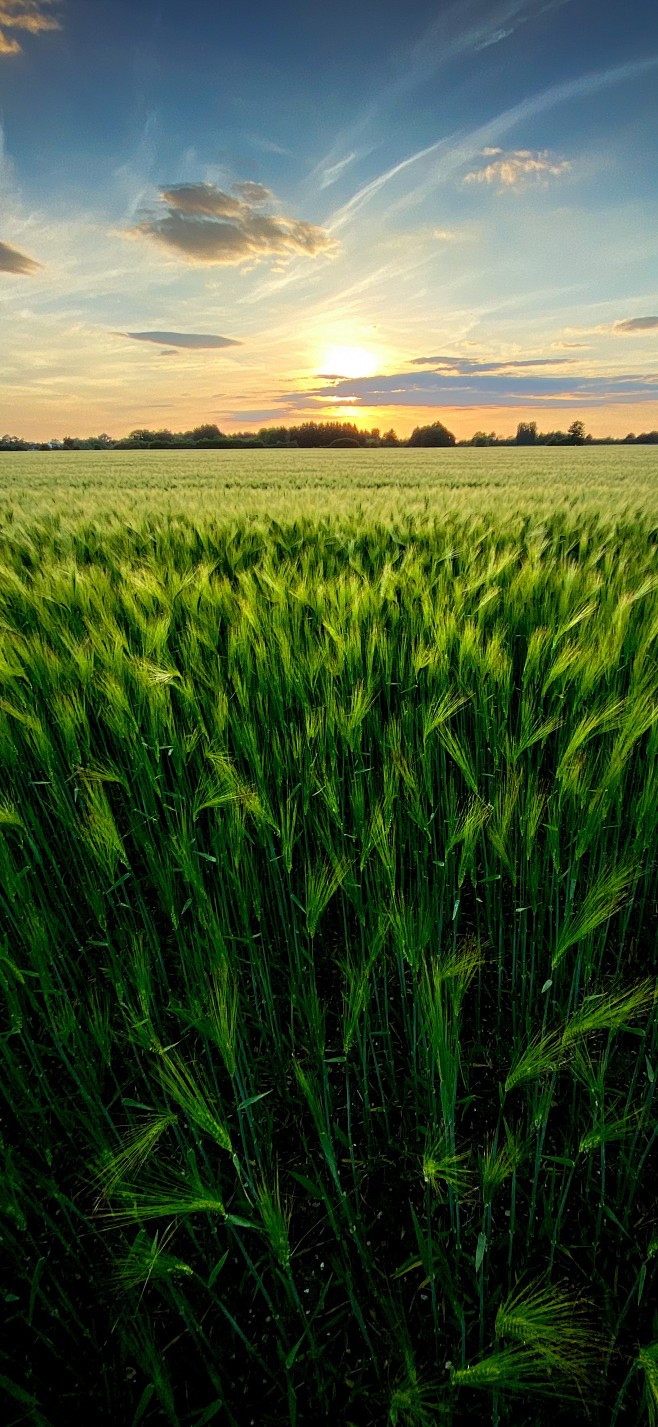 原图壁纸大自然绿色护眼