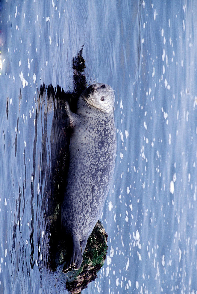 鳍脚目海豹科海豹亚科海豹属港海豹