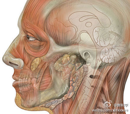 新科學美圖人體面部肌肉