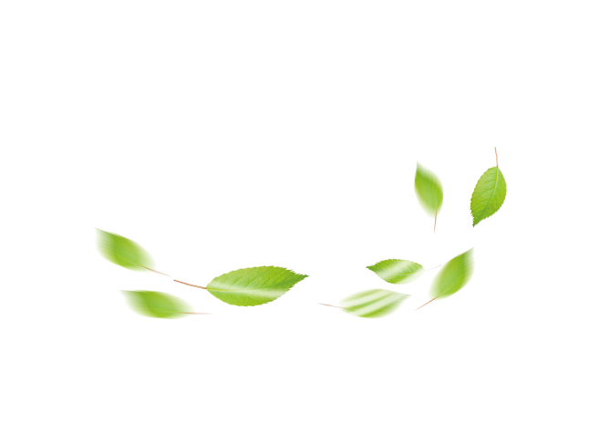 树叶png