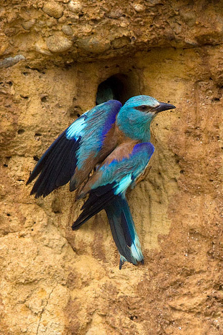 佛法僧目佛法僧科佛法僧属蓝胸佛法僧