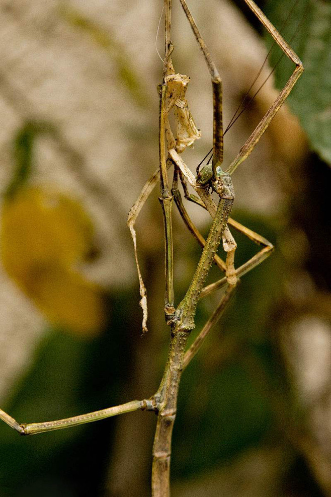 竹节虫目竹节虫总科竹节虫