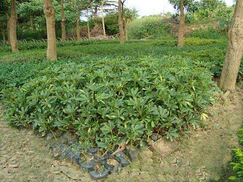 澳洲鸭脚木绿篱1