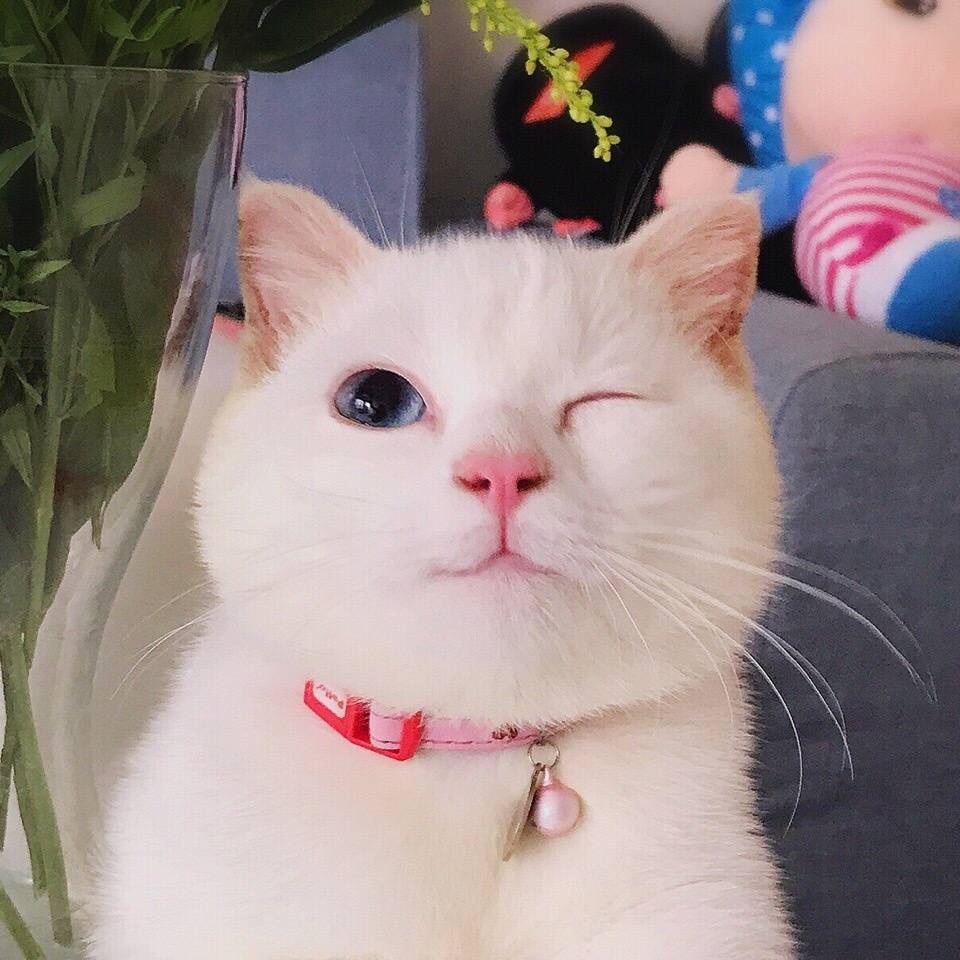 何裕裕