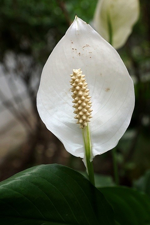 白色红掌别称鹅掌花又名弗拉门戈花或猪尾巴草