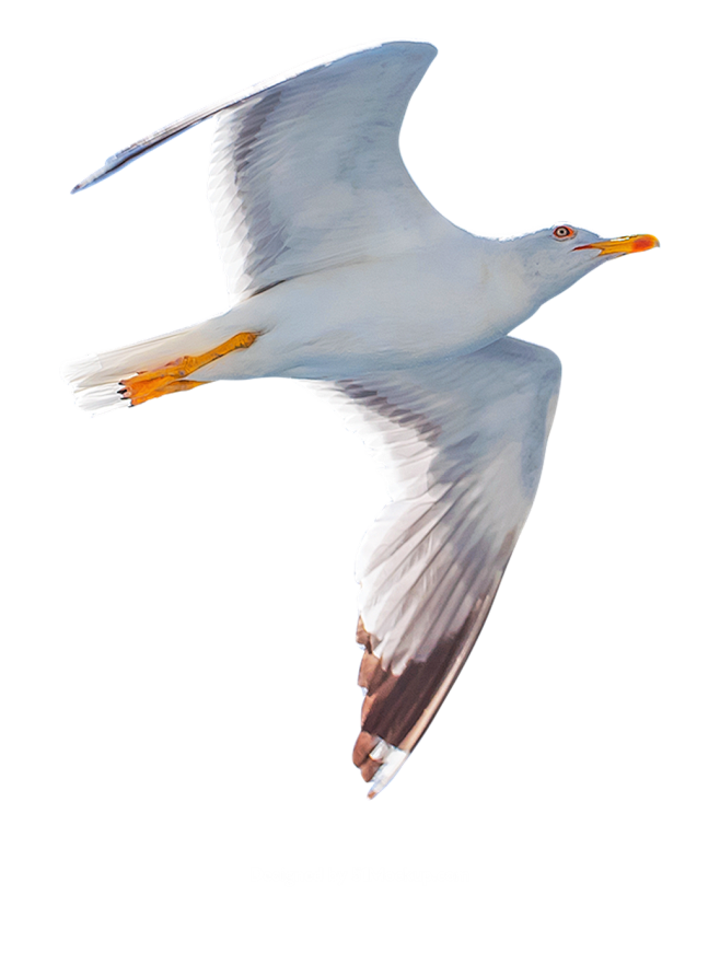 鸟海鸥png素材br