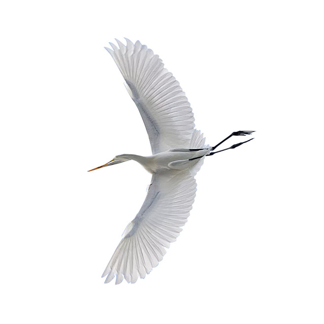 爱吃橘子的沙皮狗从blueゞl√转采于2020-01-09 09:53:59白鹭素材爱吃