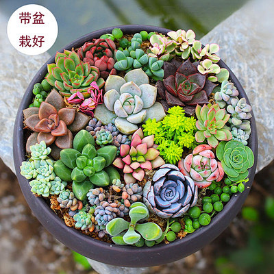 多肉植物组合盆栽