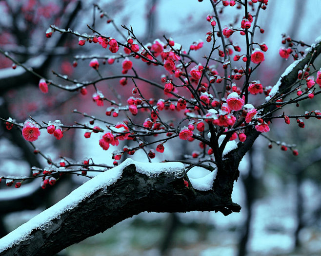 雪中红梅报春来