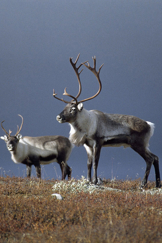 偶蹄目反刍亚目鹿科北欧驯鹿