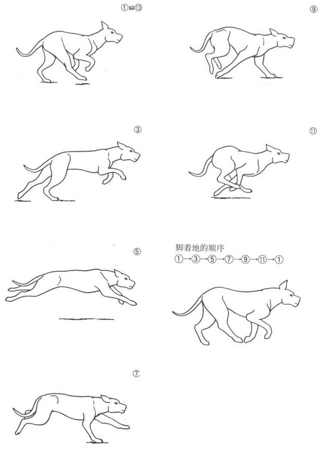 动物运动规律分解图图片