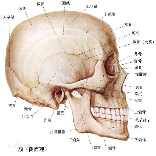 人类头部骨骼图片