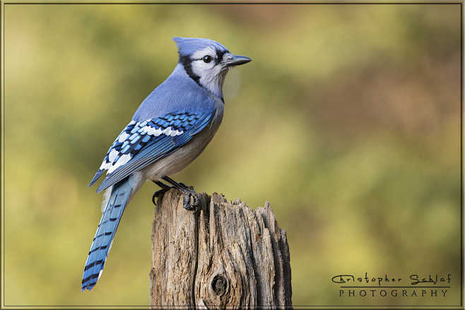 bluejaybychristopherschlafon500px
