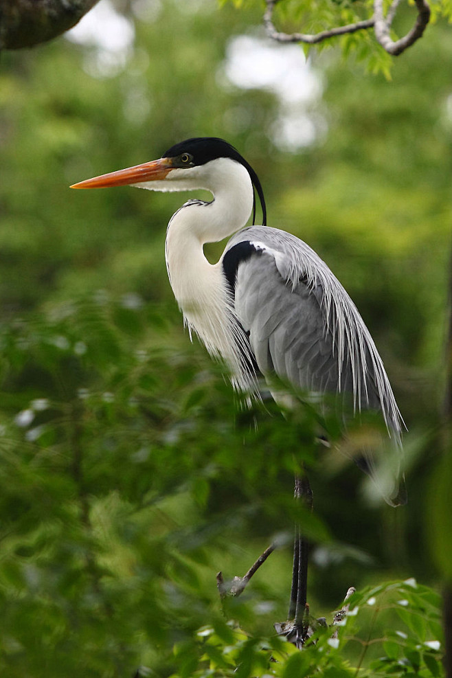 鹈形目鹭科鹭属黑冠白颈鹭