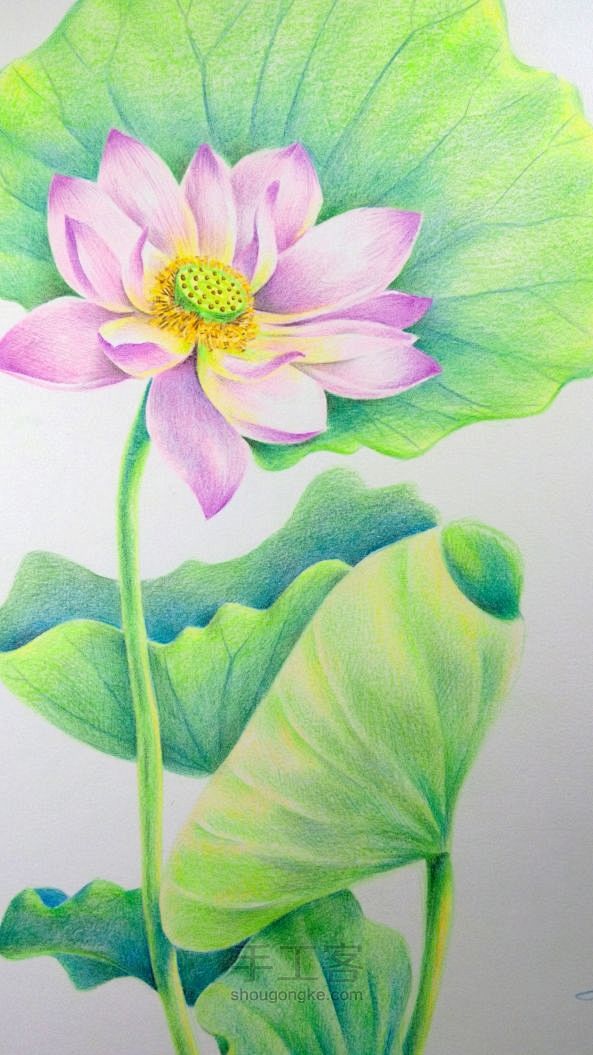 彩铅粉荷花