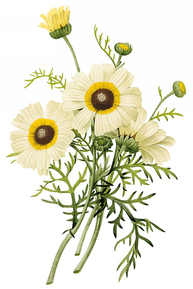 手绘花