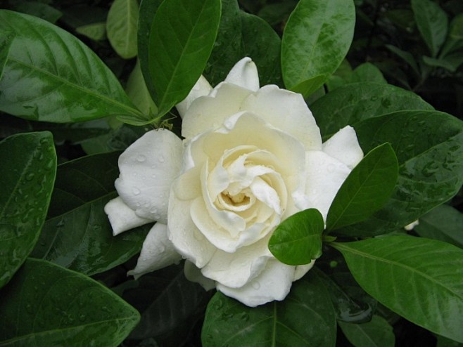 栀子花